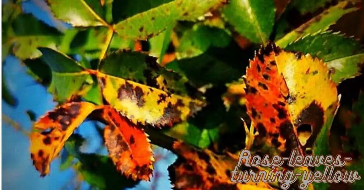 rose leaves turning yellow