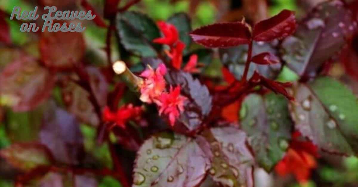 red leaves on roses