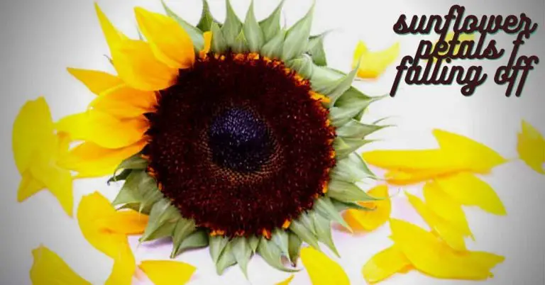 why-are-my-sunflower-petals-falling-off-reasons-solutions