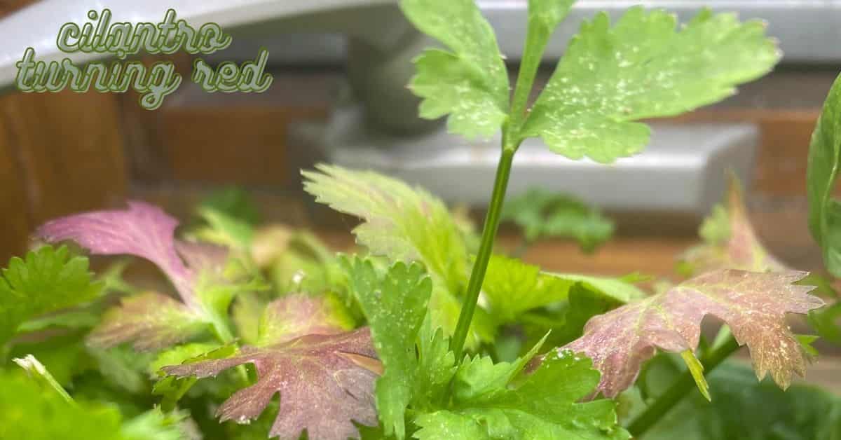 cilantro turning red