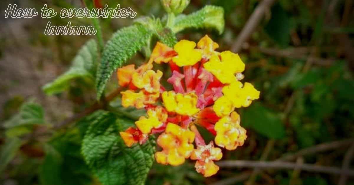 how to overwinter lantana