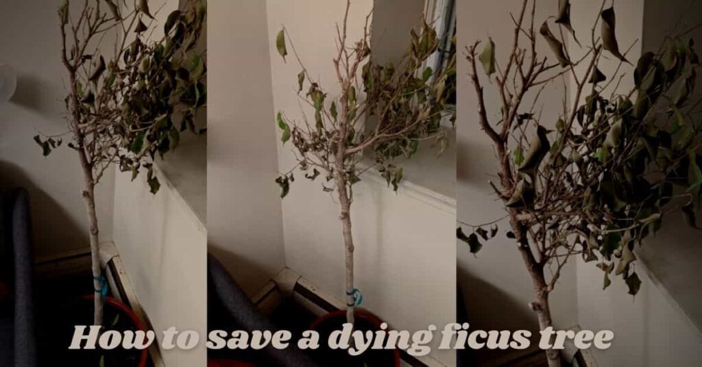 how to save a dying ficus tree