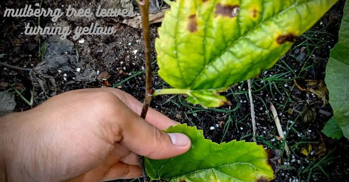 mulberry tree leaves turning yellow