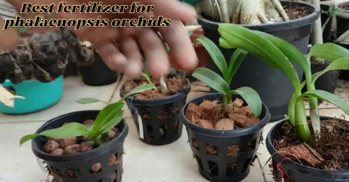 best fertilizer for phalaenopsis orchids
