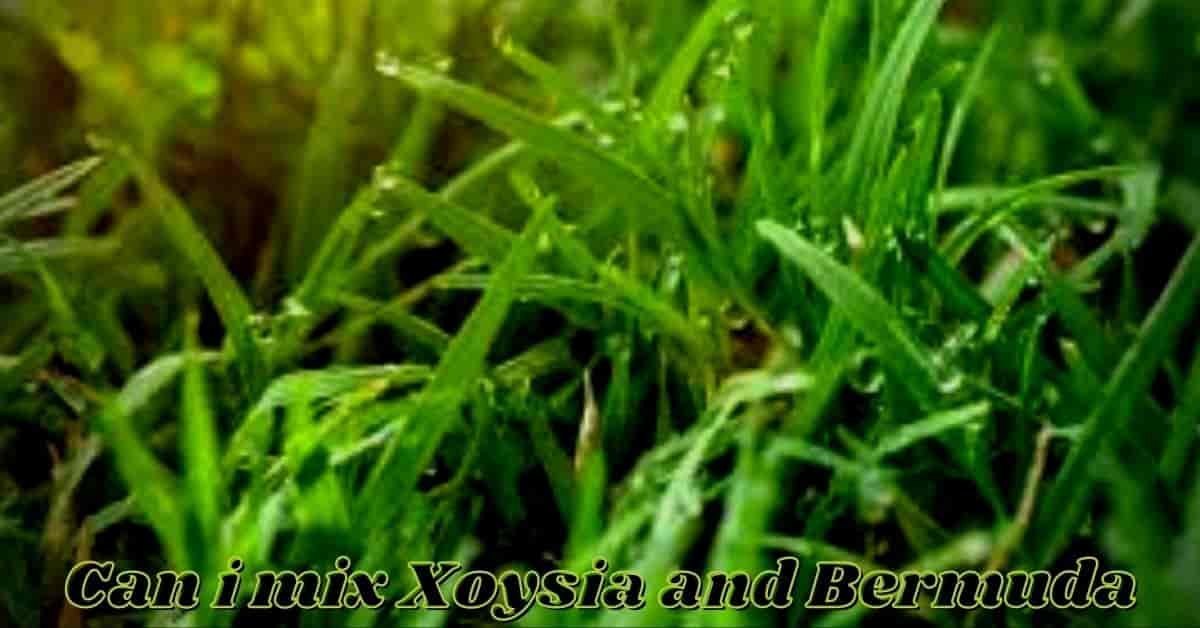 can i mix zoysia and bermuda