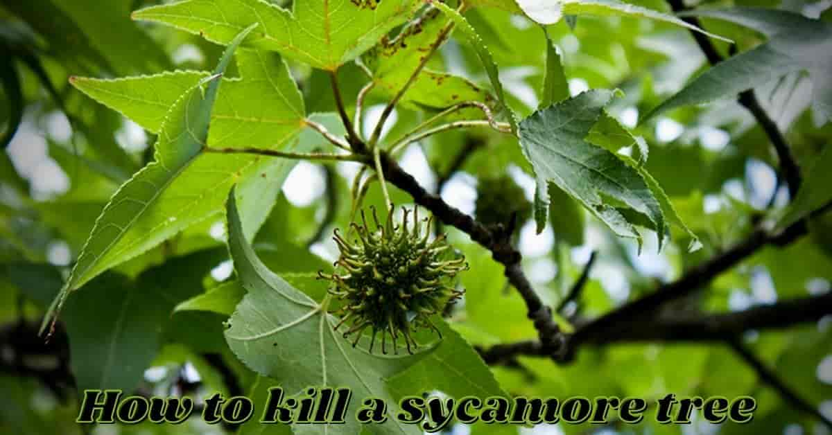 how to kill a sycamore tree