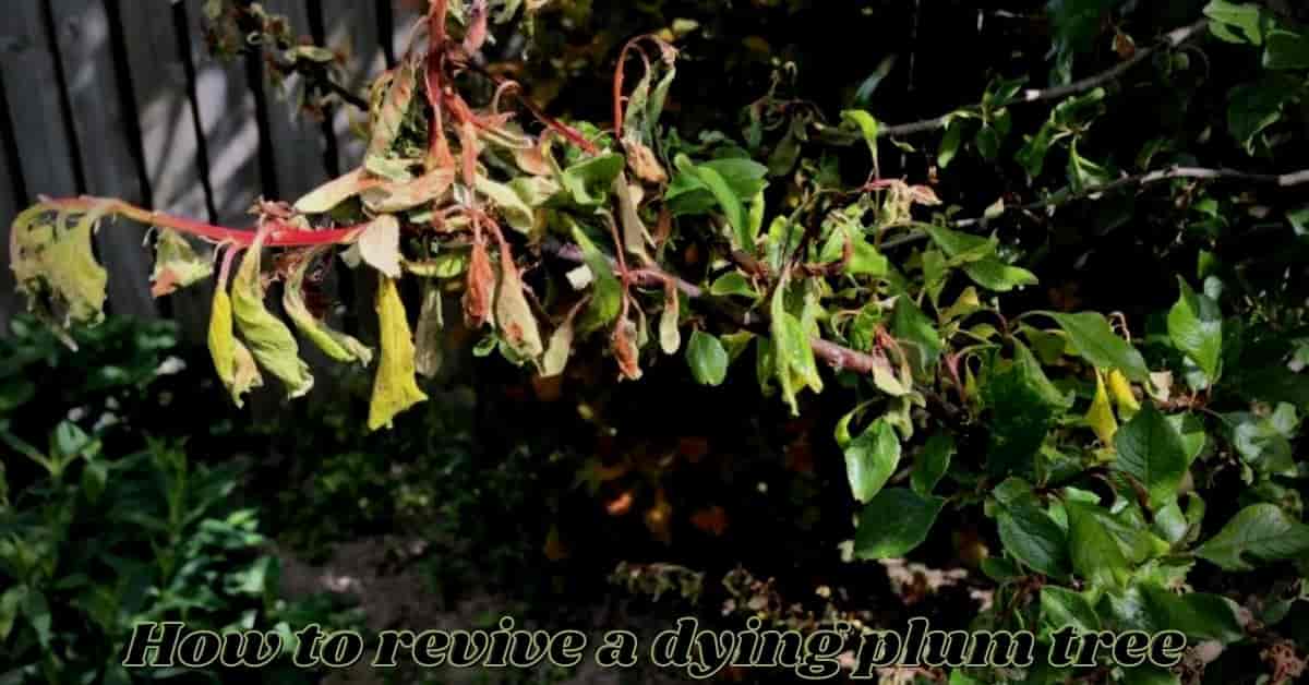 how to revive a dying plum tree