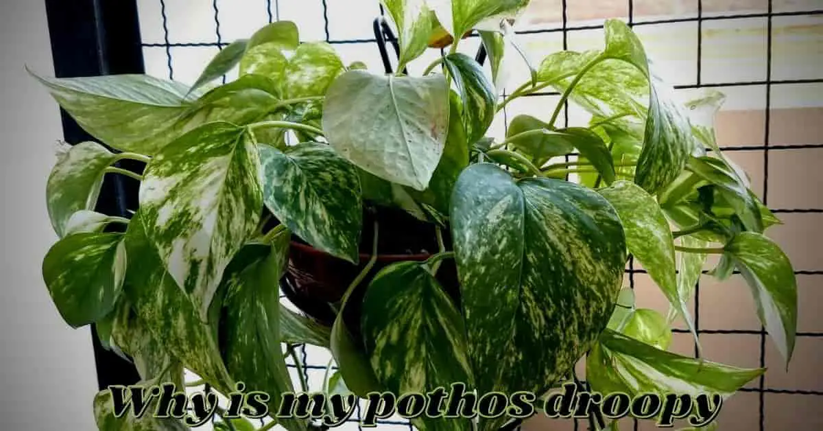 droppy pothos