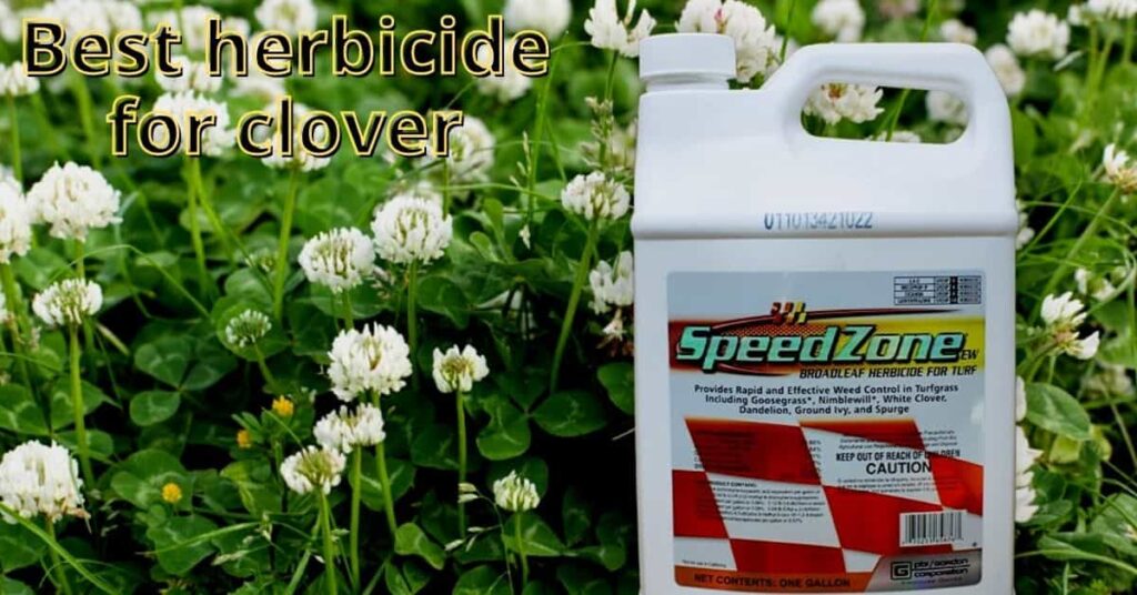 Best herbicide for clover