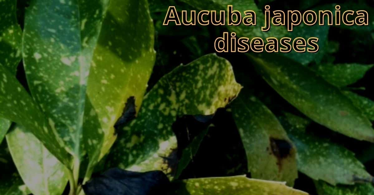 aucuba japonica diseases