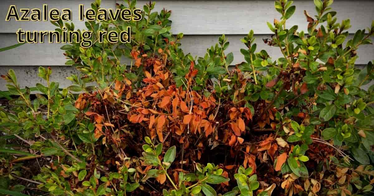 azalea leaves turning red