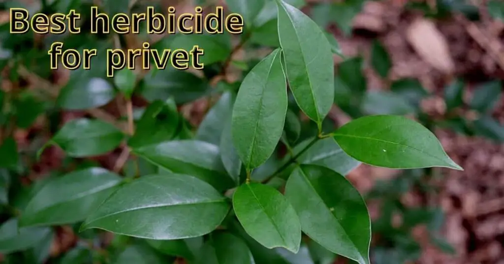 best herbicide for privet