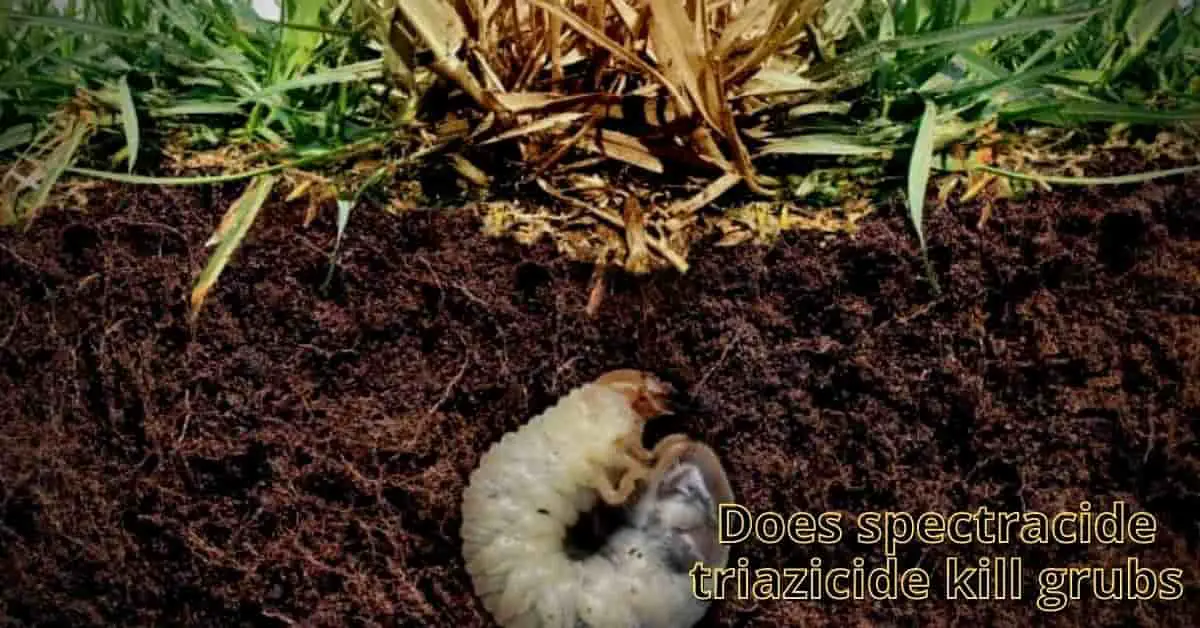 does spectracide triazicide kill grubs