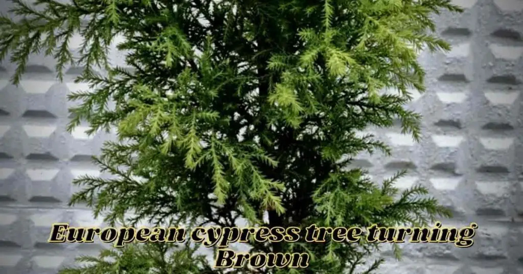 european cypress tree turning brown