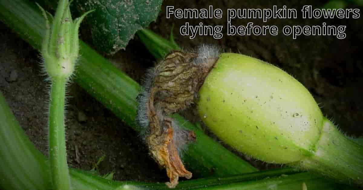 female pumpkin flowers dying before opening