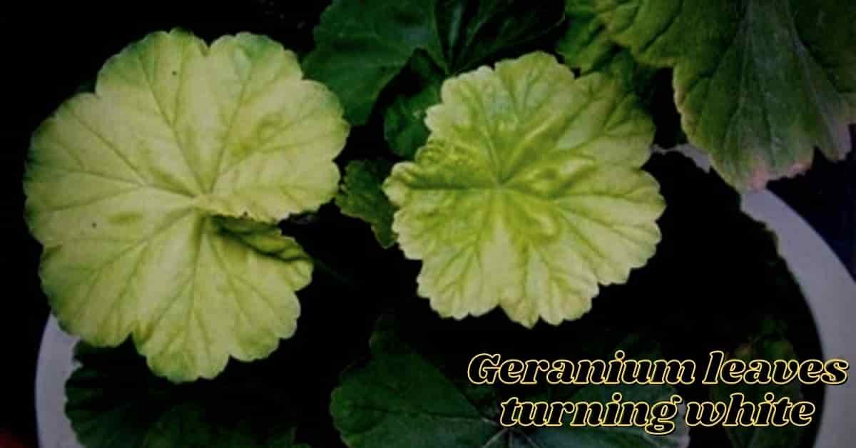geranium leaves turning white