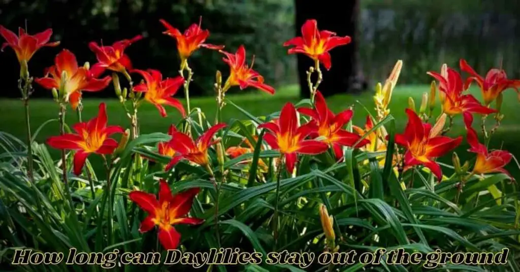 how long can daylilies stay out of the ground