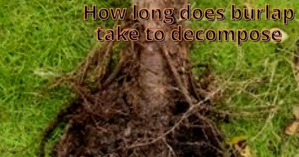 how long does burlap take to decompose