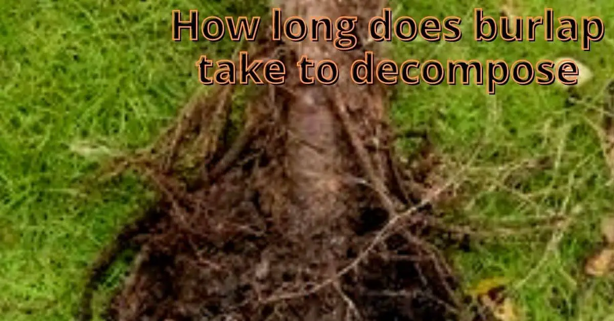 how long does burlap take to decompose