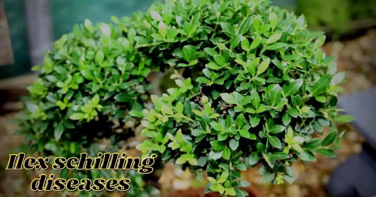 ilex schilling diseases