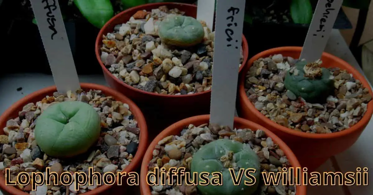 lophophora diffusa vs williamsii