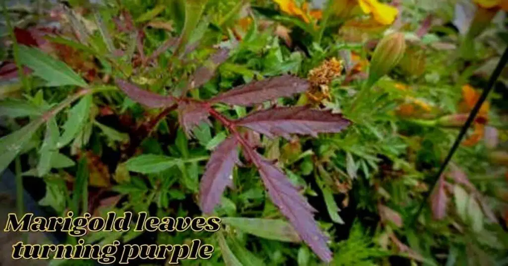 marigold leaves turning purple