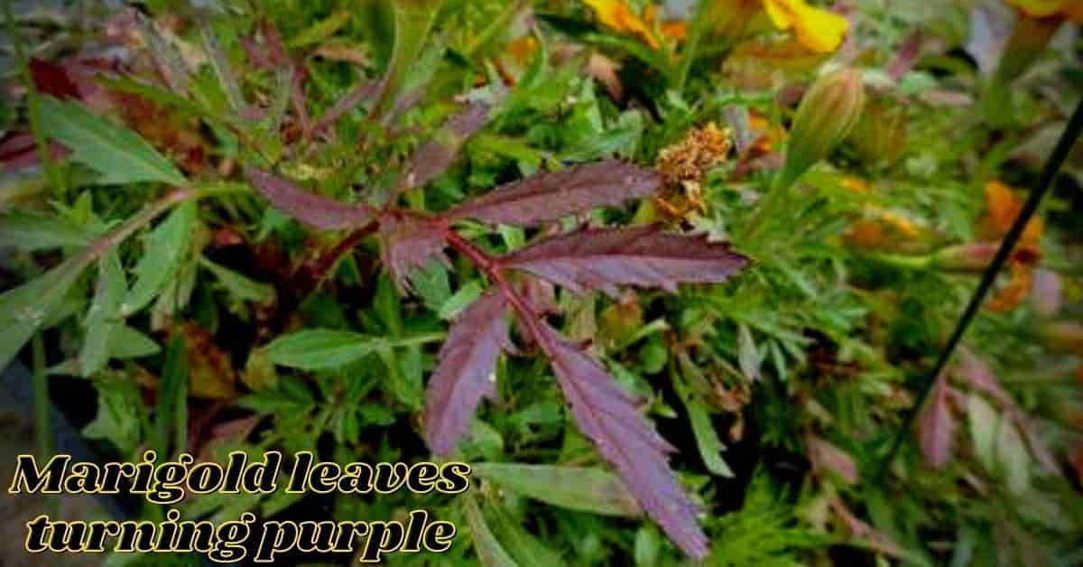 marigold-leaves-turning-purple-3-reasons-and-solutions