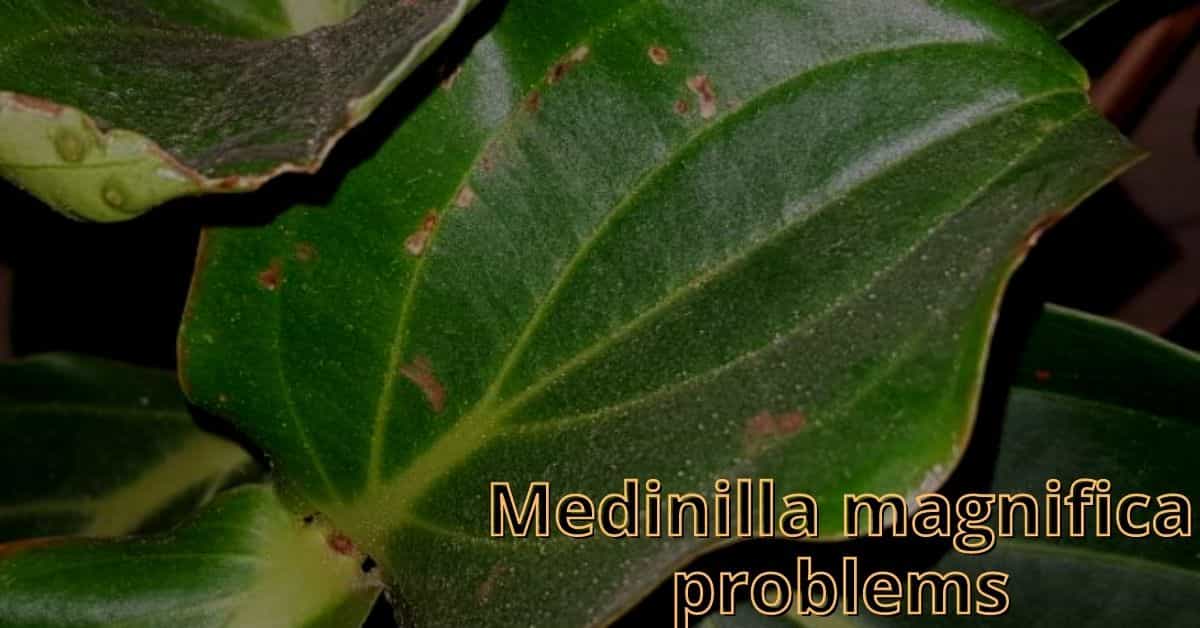 medinilla magnifica problems