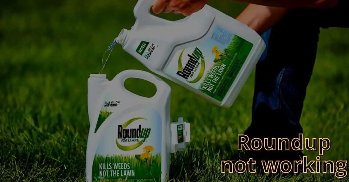 roundup not working