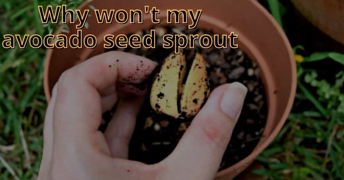 why won't my avocado seed sprout