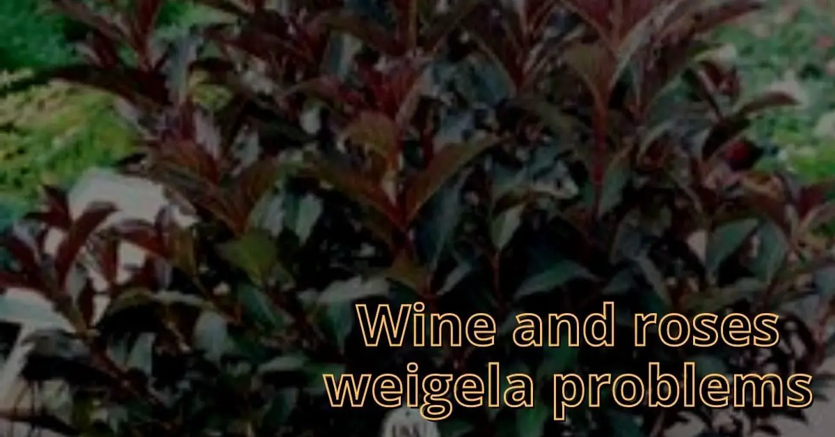 wine and roses weigela problems