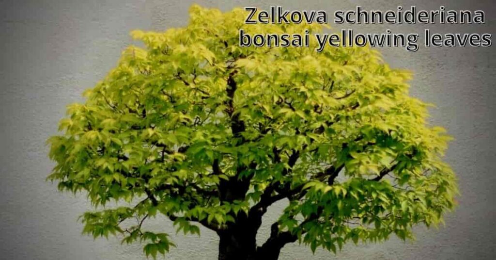 zelkova schneideriana bonsai yellowing leaves