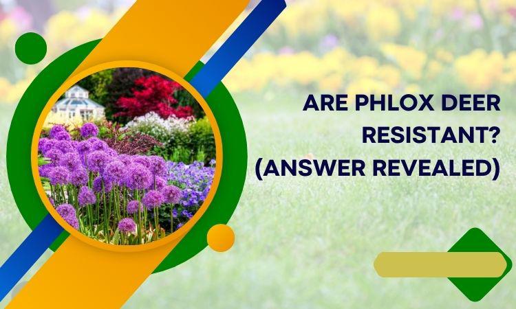 Are Phlox Deer Resistant