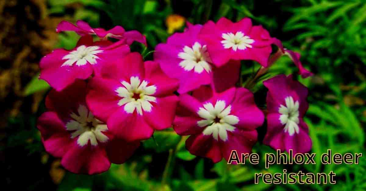 are phlox deer resistant