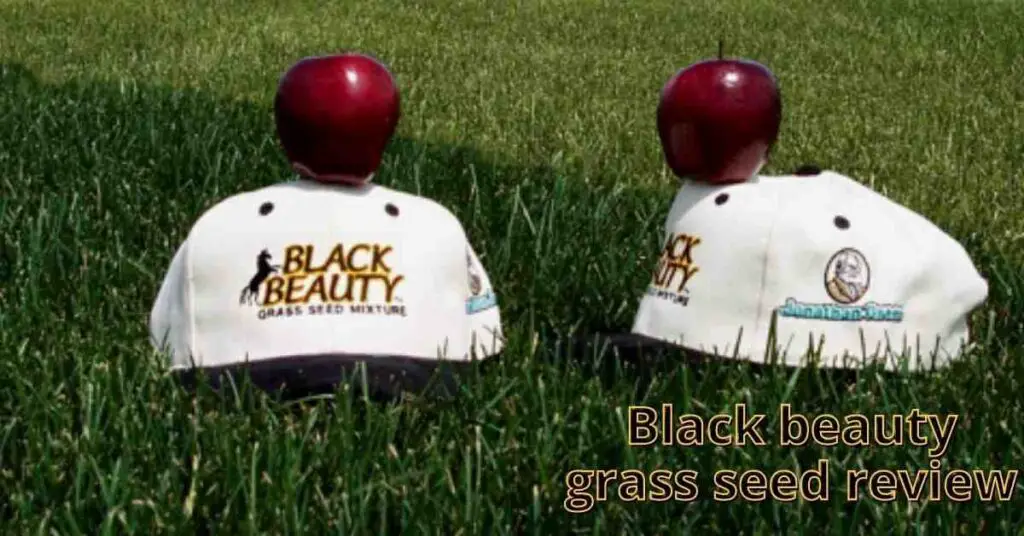 black beauty grass seed review