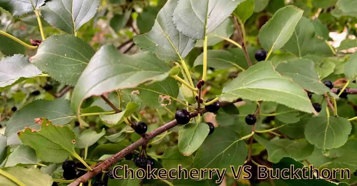 chokecherry vs buckthorn