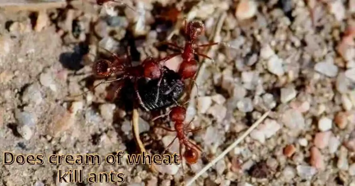 does cream of wheat kill ants