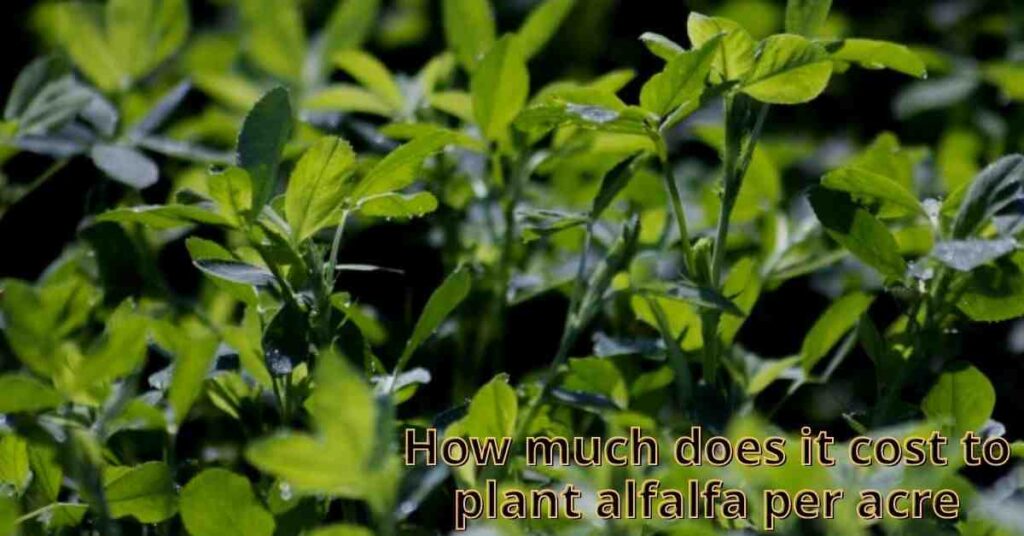 how much does it cost to plant alfalfa per acre