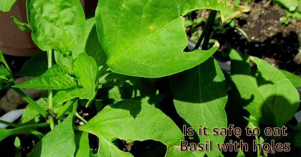 is it safe to eat basil with holes