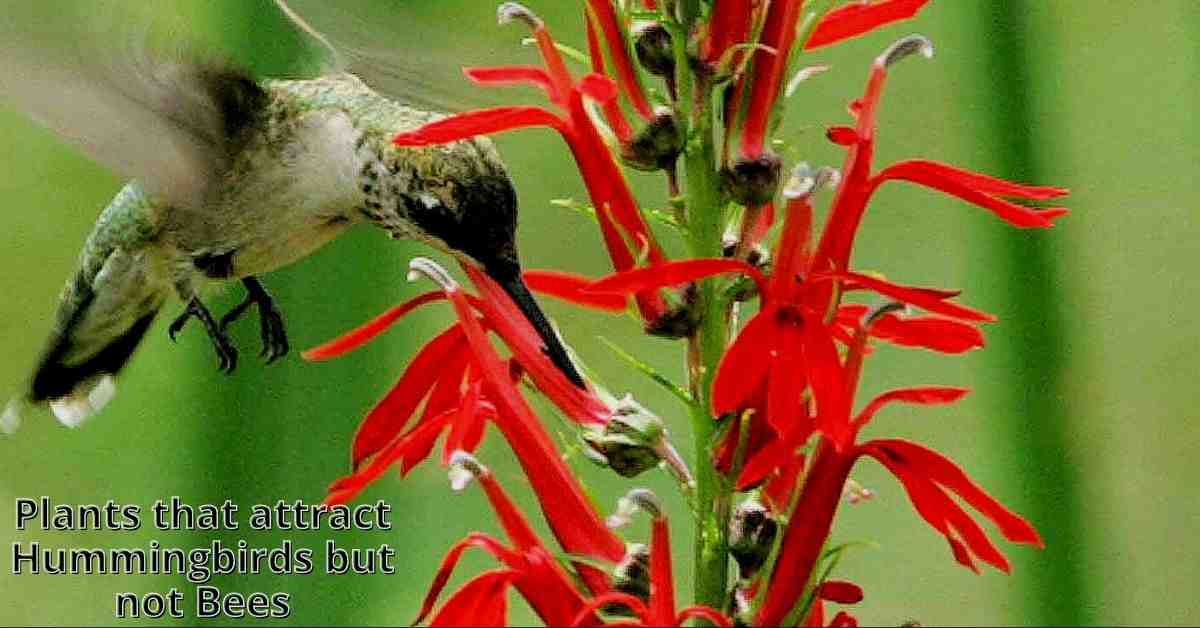 plants that attract hummingbirds but not bees