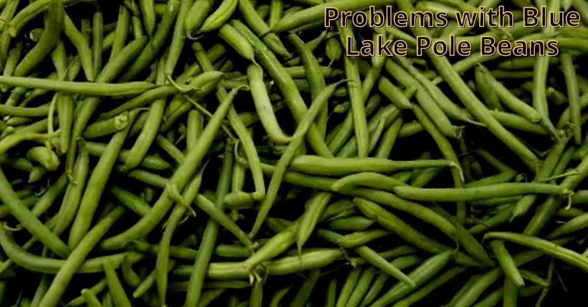 problems with blue lake pole beans