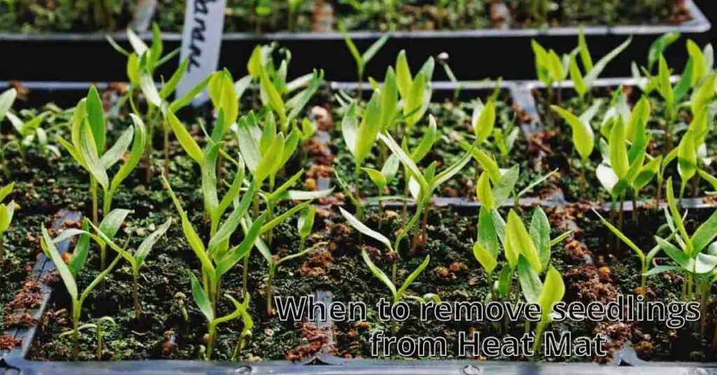 when to remove seedlings from heat mat
