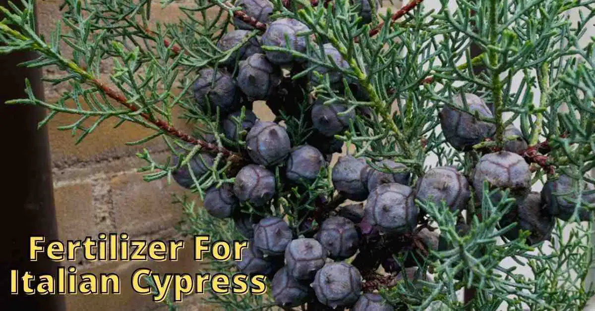 best fertilizer for italian cypress