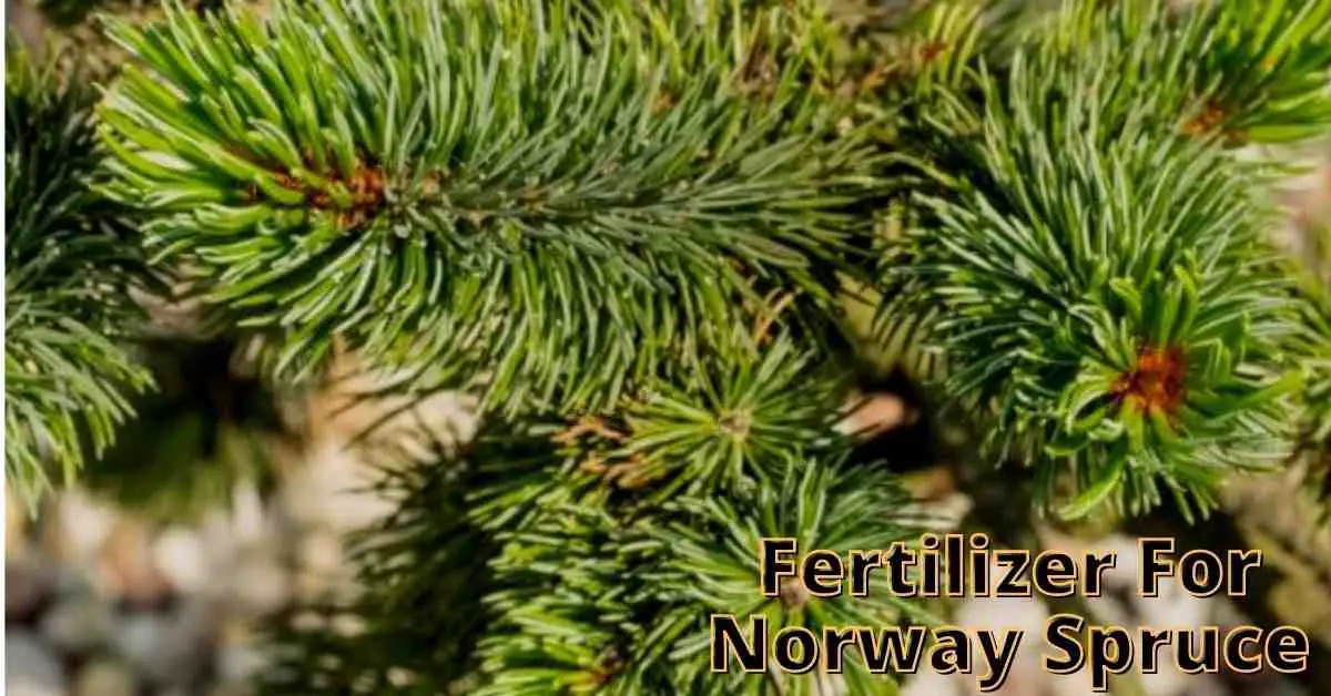 best fertilizer for norway spruce