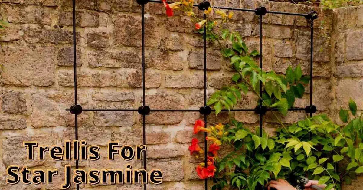 best trellis for star jasmine