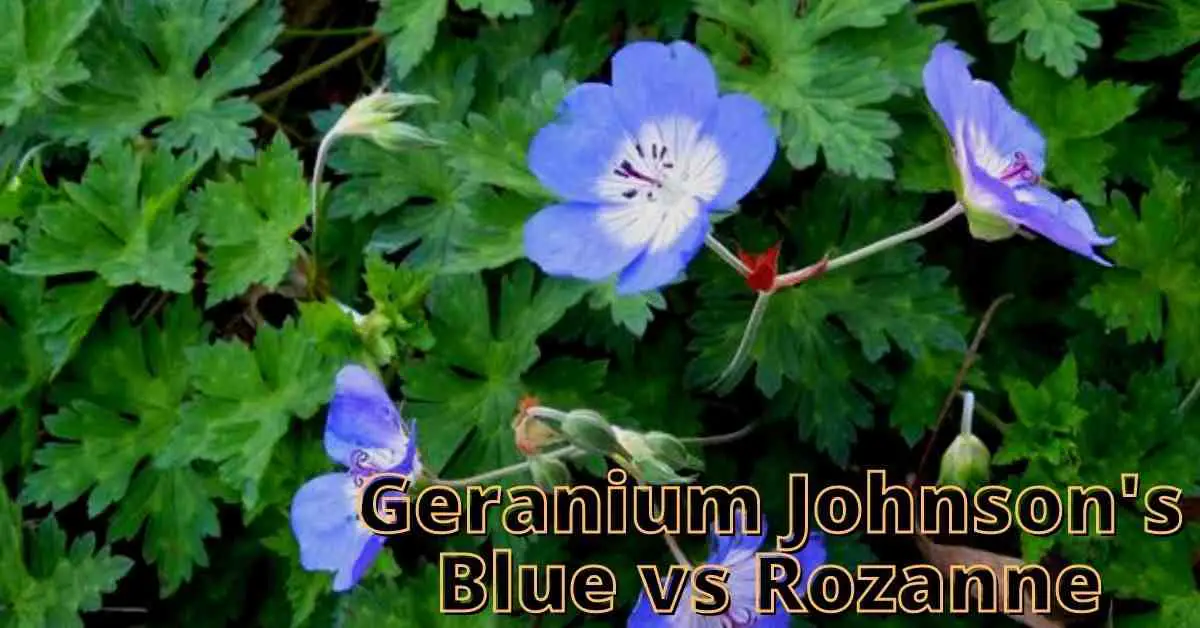 geranium johnson's blue vs rozanne