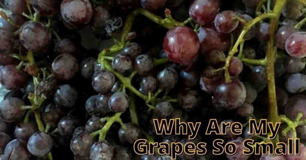 Why Are My Grapes So Small? (Here’s What To Do)