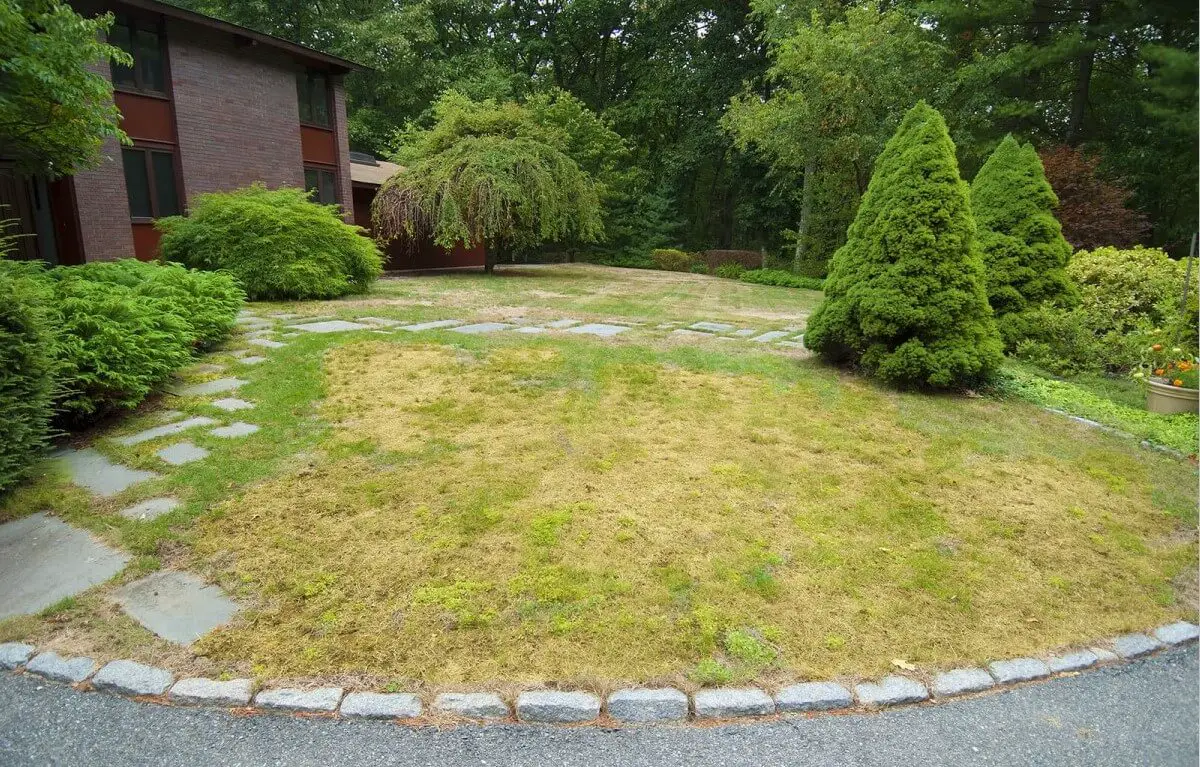 Why is my st augustine grass turning yellow the best guide of 2022