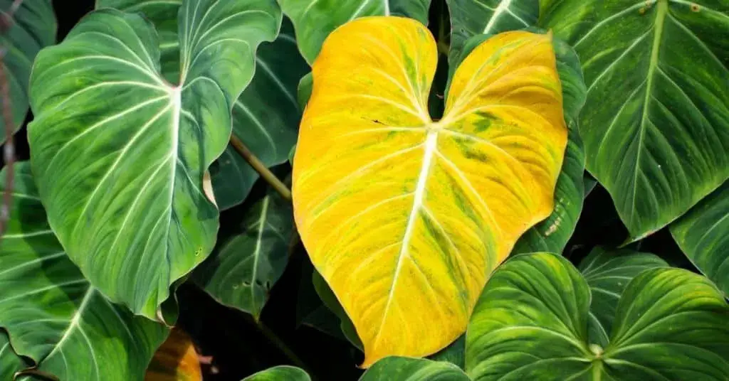 Can yellow leaves turn green again: The Complete Guide 2022