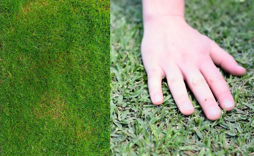 Buffalo grass vs Bermuda grass